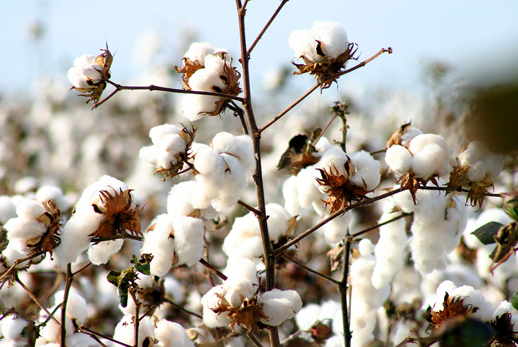 Beneficios del algodón orgánico